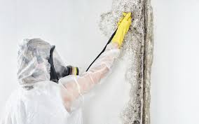 Trusted College Park, GA Mold Removal & Remediation Experts